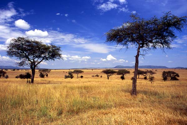 Serengeti Milli Parkı – Tanzanya